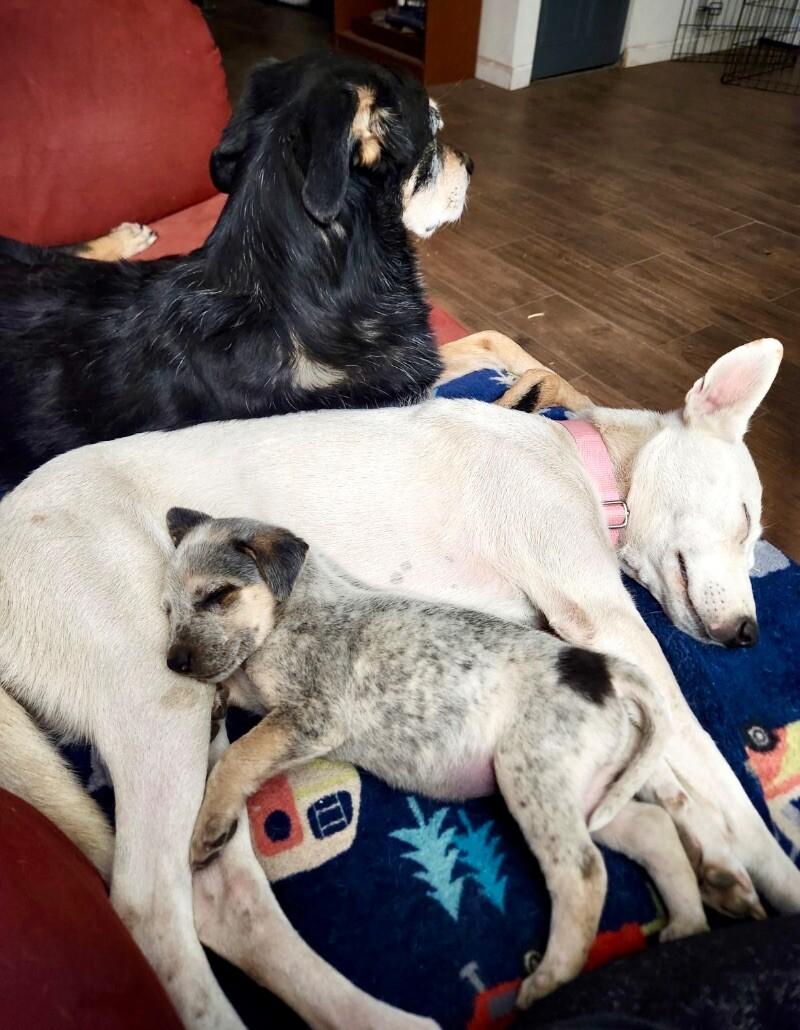 Ivy, Adoptable, Young Female Cattle Dog & Husky.