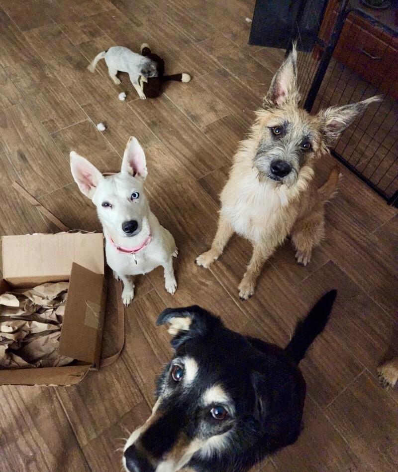 Ivy, a Adoptable mixed breed in Boulder, CO image 2/6