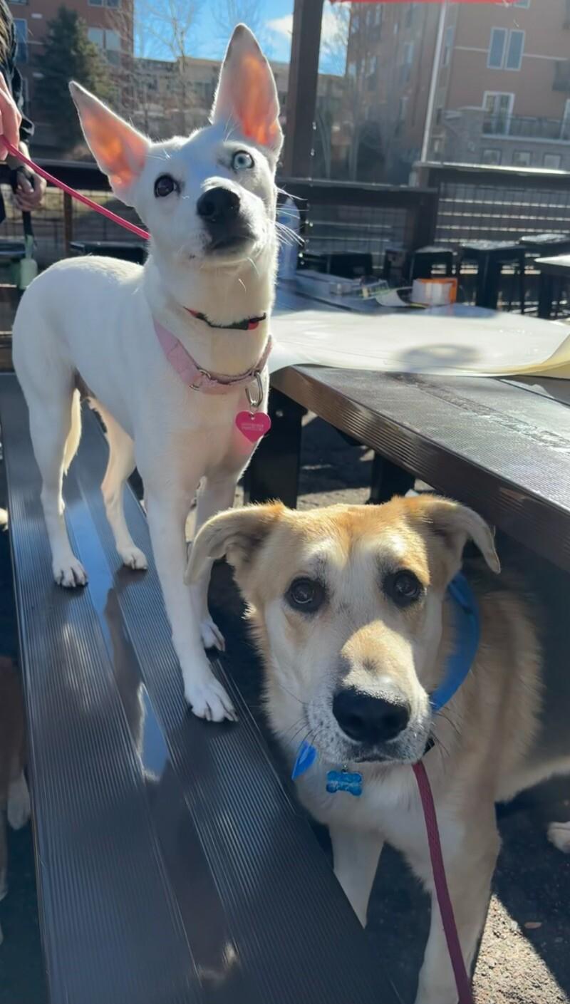 Ivy, a Adoptable mixed breed in Boulder, CO image 3/6