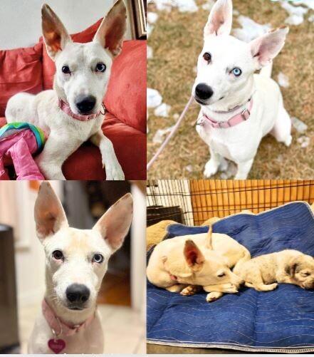 Ivy, a Adoptable mixed breed in Boulder, CO image 4/6