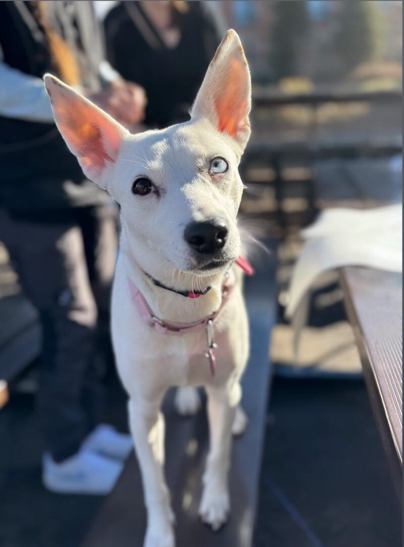 Ivy, a Adoptable mixed breed in Boulder, CO image 5/6