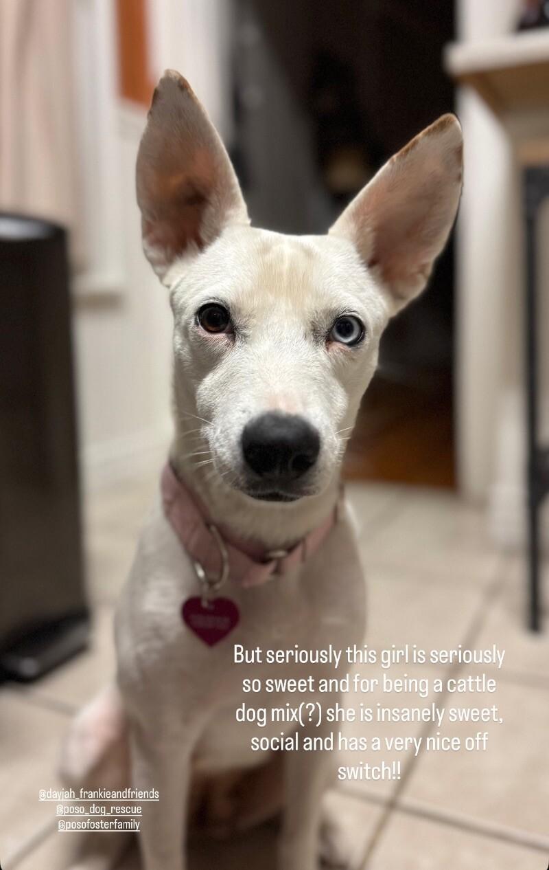 Ivy, a Adoptable mixed breed in Boulder, CO image 6/6