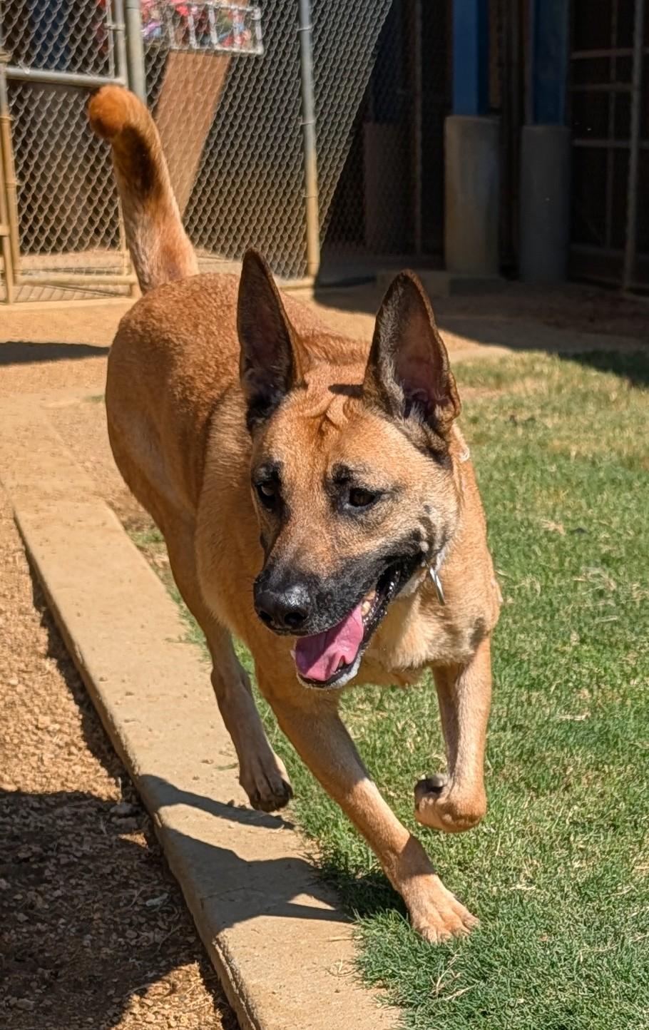 Enlarge Mia A219336 VIP, a Adoptable Belgian Shepherd / Malinois in Plano, TX image 3/5