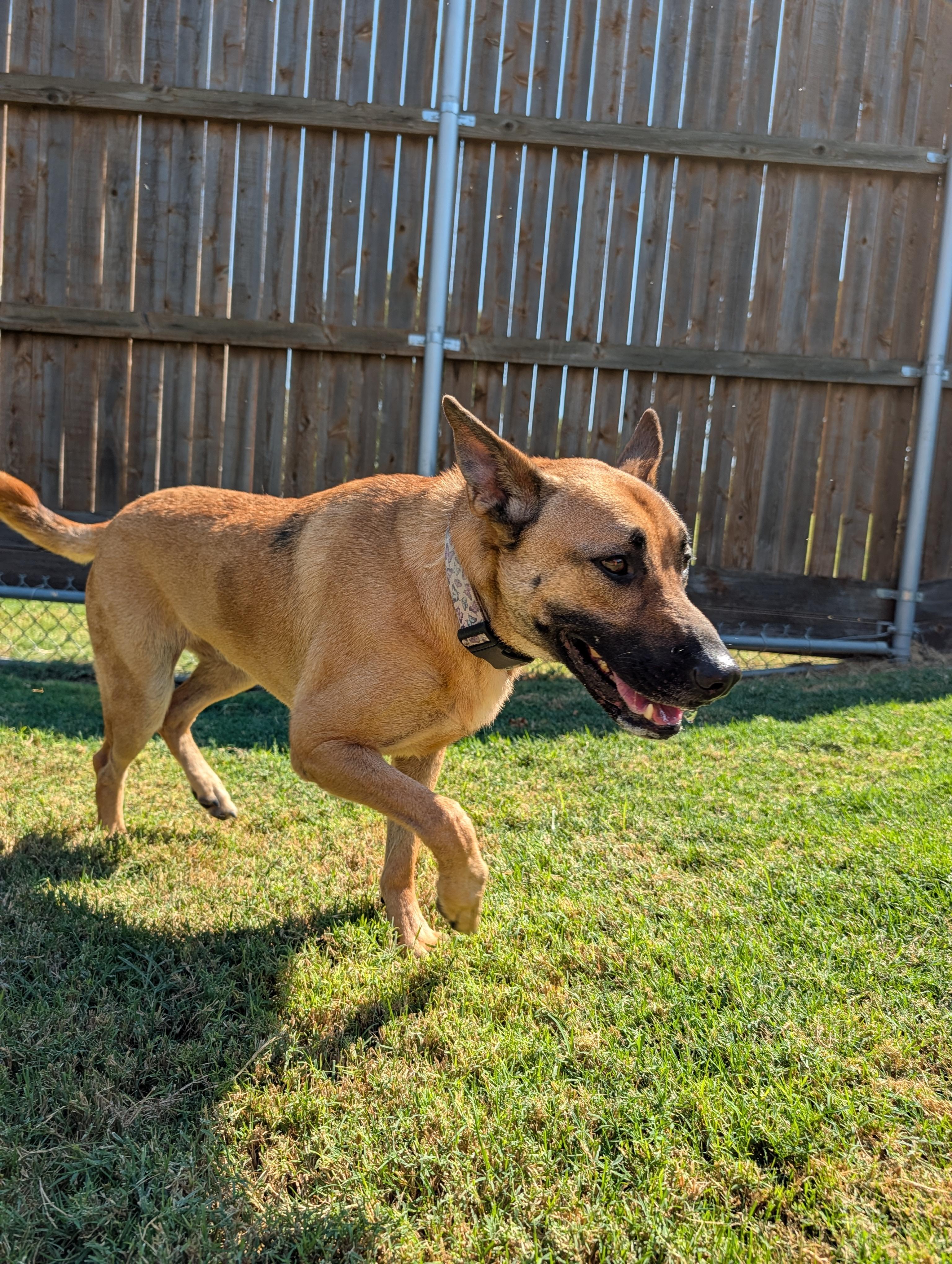 Enlarge Mia A219336 VIP, a Adoptable Belgian Shepherd / Malinois in Plano, TX image 5/5