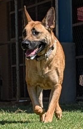 Enlarge Mia A219336 VIP, a Adoptable Belgian Shepherd / Malinois in Plano, TX image 2/5