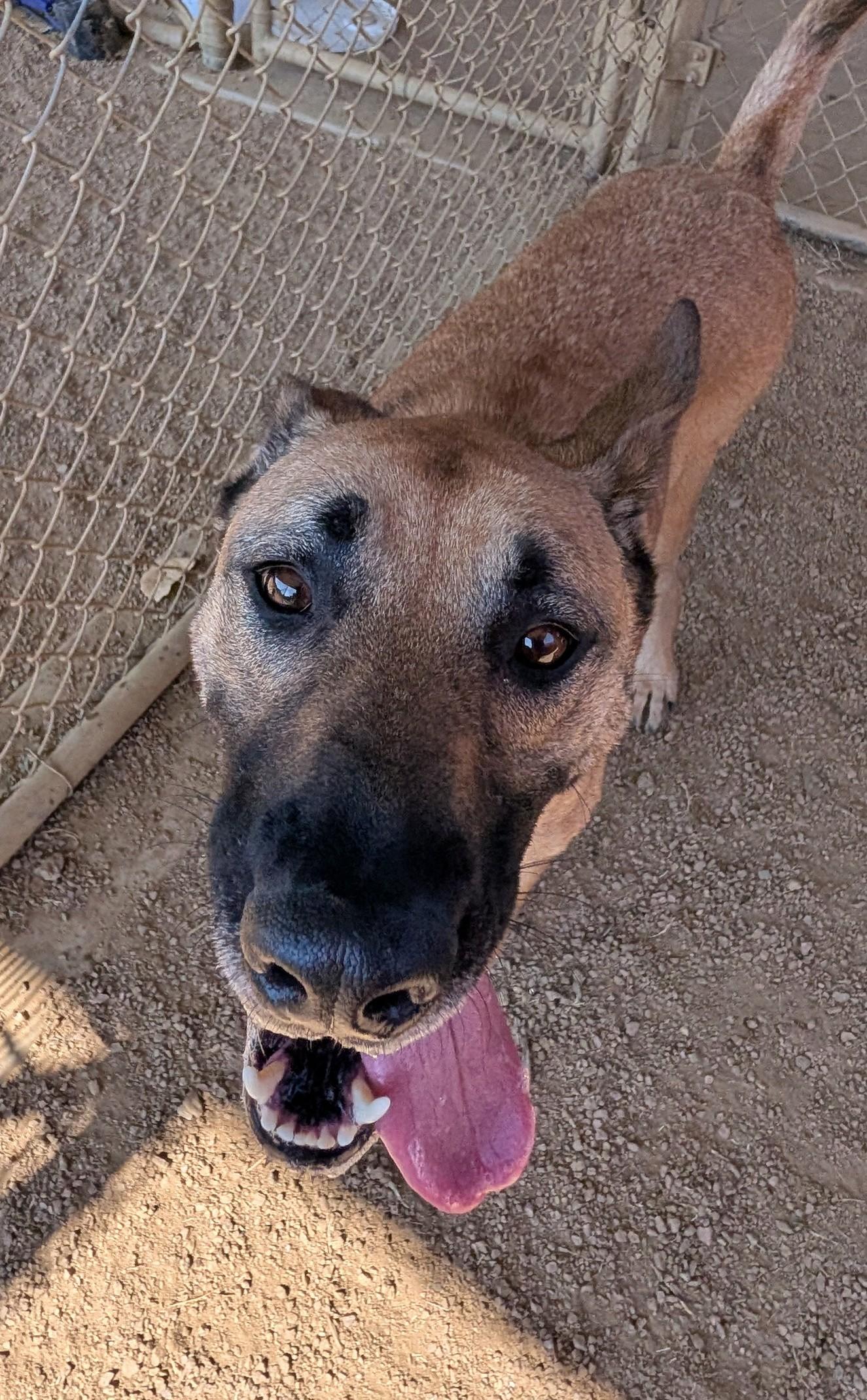 Enlarge Mia A219336 VIP, a Adoptable Belgian Shepherd / Malinois in Plano, TX image 4/5