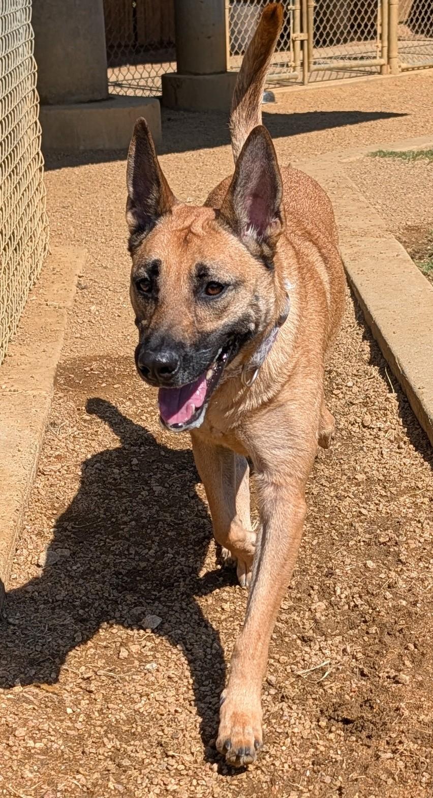 Enlarge Mia A219336 VIP, a Adoptable Belgian Shepherd / Malinois in Plano, TX image 1/5