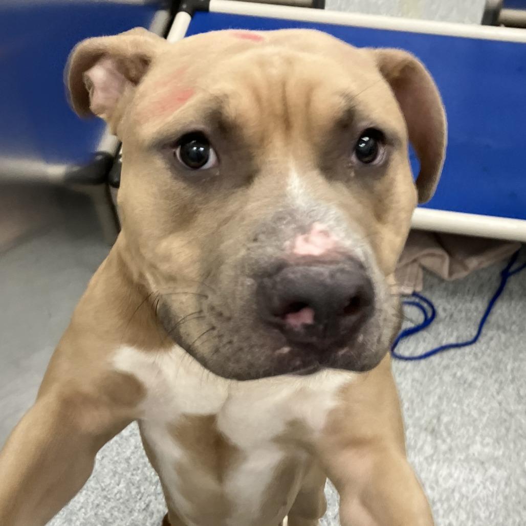 Enlarge Frisbee, a Adoptable American Staffordshire Terrier in Grand Rapids, MI image 1/2