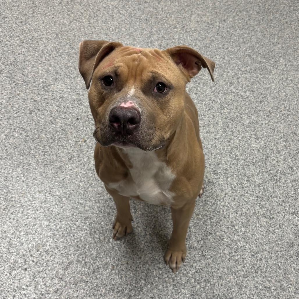 Enlarge Frisbee, a Adoptable American Staffordshire Terrier in Grand Rapids, MI image 2/2