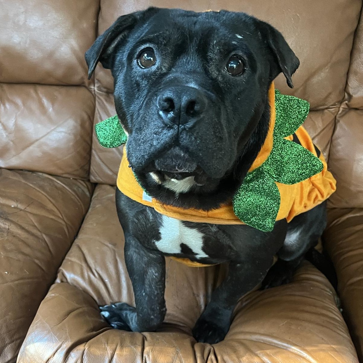 Enlarge Bradyn, a Adoptable mixed breed in Chesapeake Beach, MD image 1/5