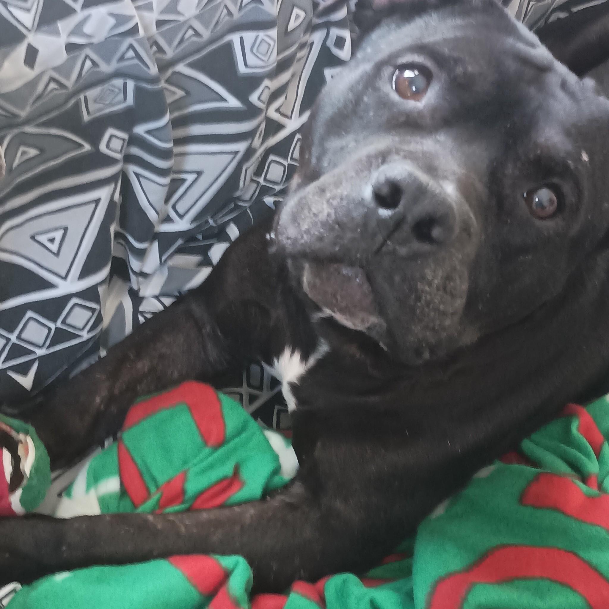 Bradyn, an adoptable Mixed Breed in Chesapeake Beach, MD, 20732 | Photo Image 6