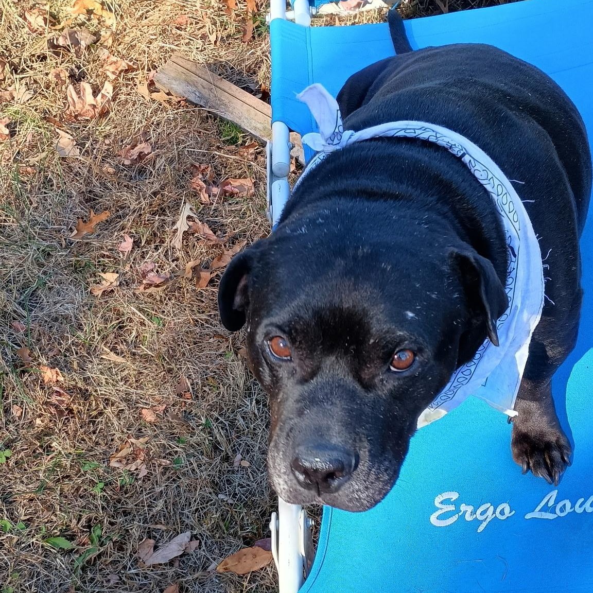 Enlarge Bradyn, a Adoptable mixed breed in Chesapeake Beach, MD image 2/5