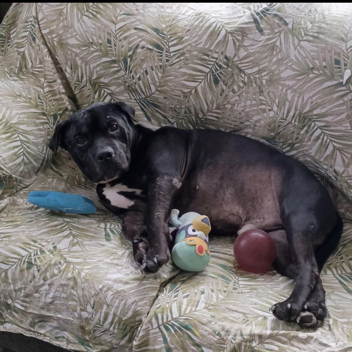 Bradyn, an adoptable Pit Bull Terrier in Chesapeake Beach, MD, 20732 | Photo Image 3