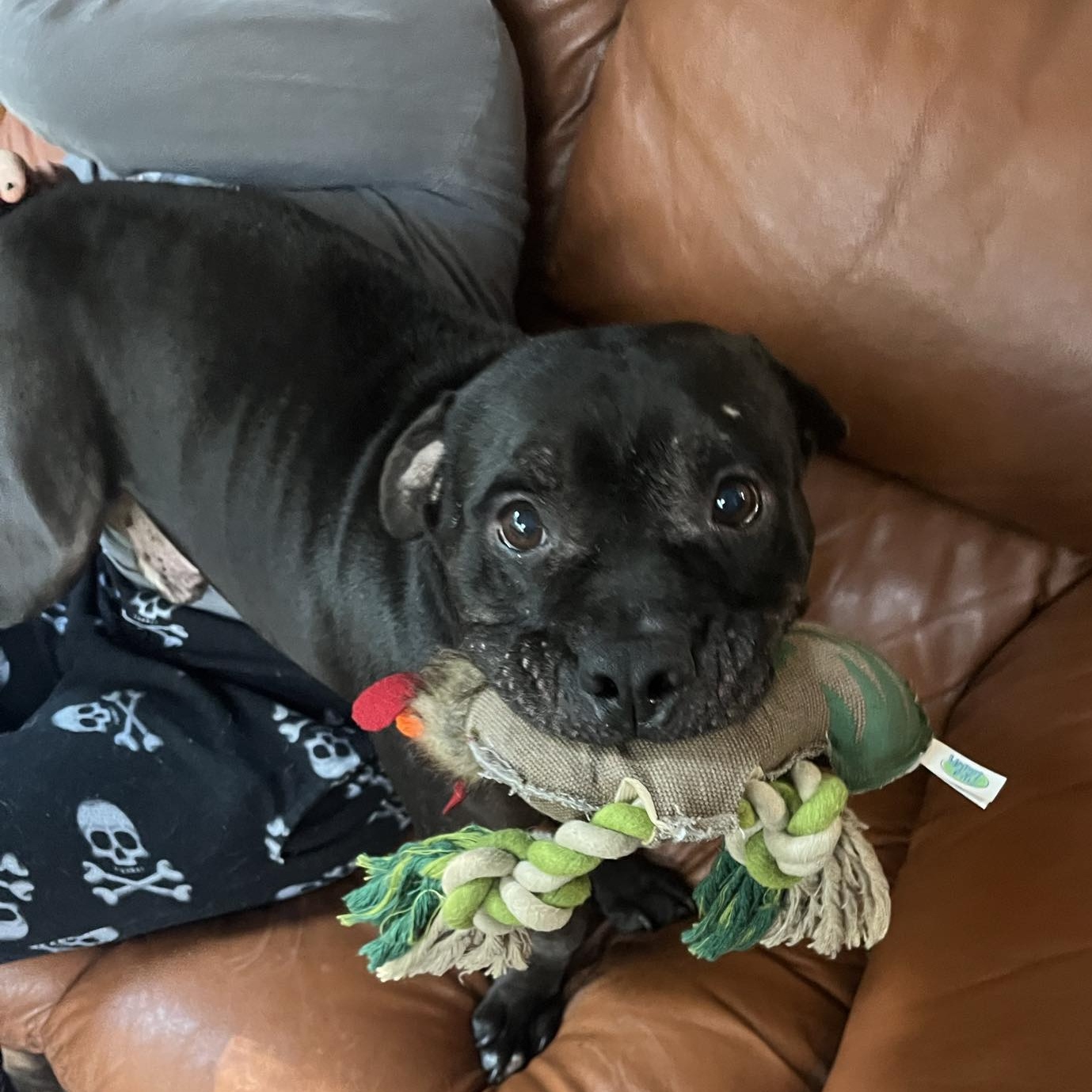 Enlarge Bradyn, a Adoptable mixed breed in Chesapeake Beach, MD image 5/5