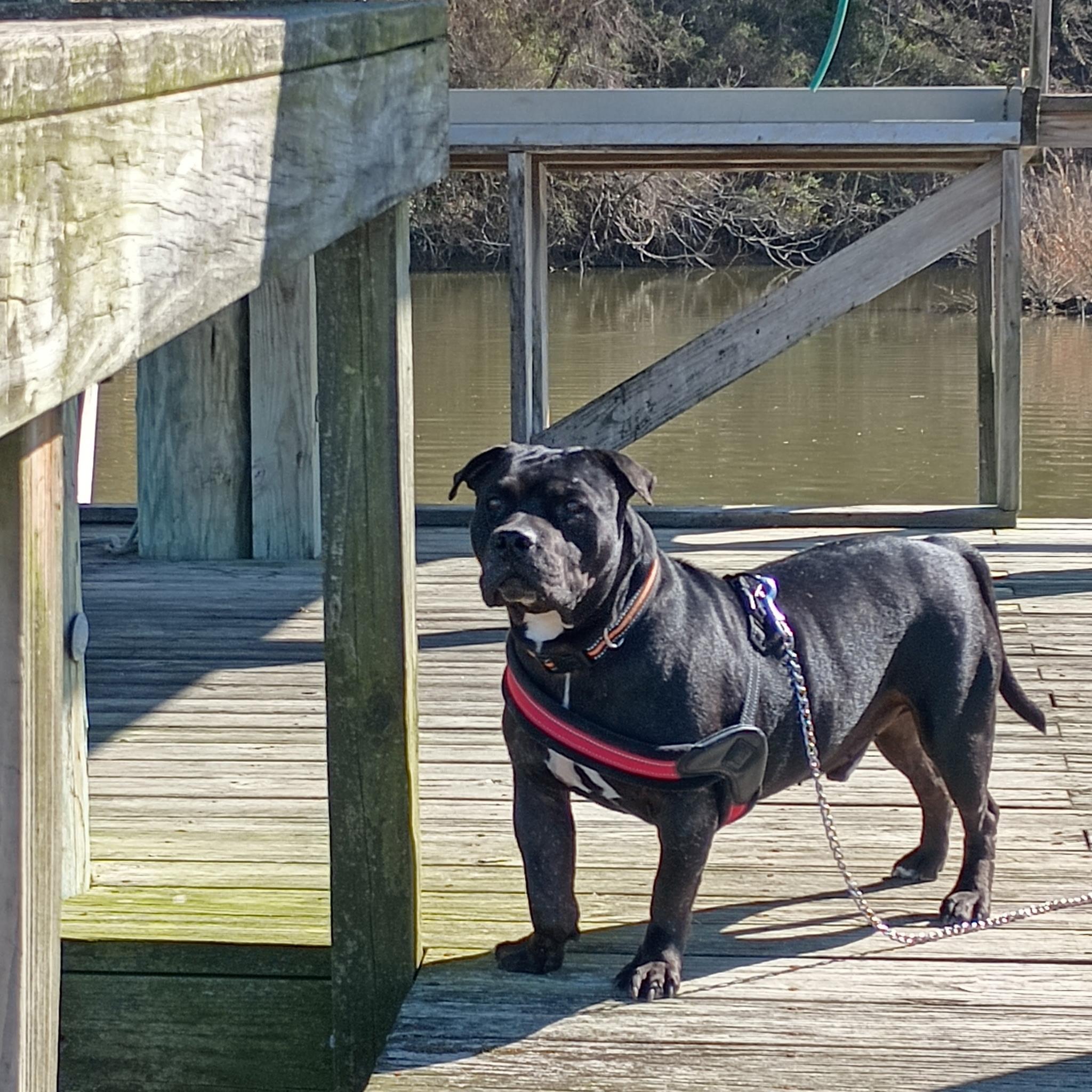Bradyn, an adoptable Pit Bull Terrier in Chesapeake Beach, MD, 20732 | Photo Image 2