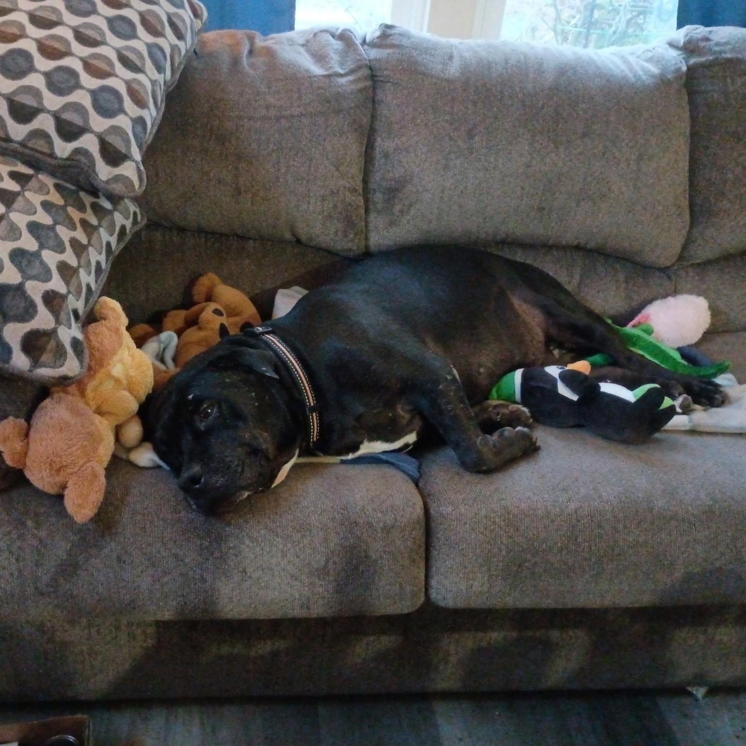 Enlarge Bradyn, a Adoptable mixed breed in Chesapeake Beach, MD image 3/5