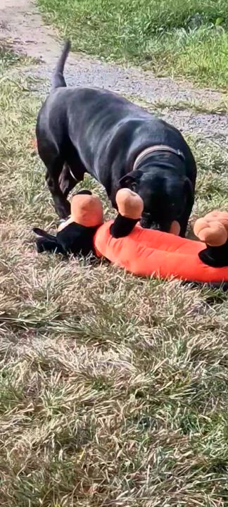 Enlarge Bradyn, a Adoptable mixed breed in Chesapeake Beach, MD video 4/5