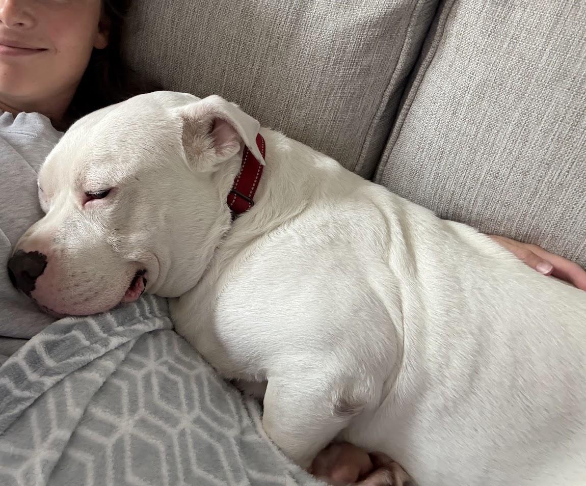 Enlarge Lucky, a Adoptable mixed breed in North Charleston, SC image 2/6