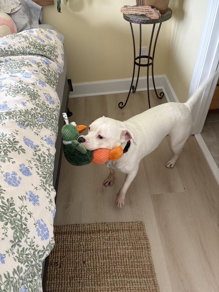 Enlarge Lucky, a Adoptable mixed breed in North Charleston, SC image 3/6