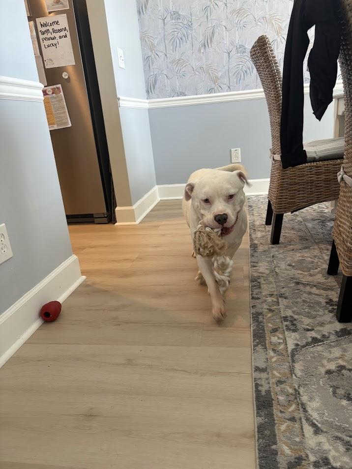 Enlarge Lucky, a Adoptable mixed breed in North Charleston, SC image 5/6