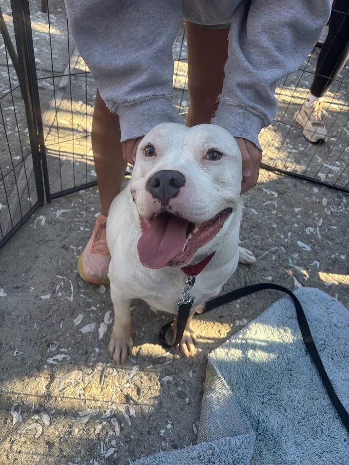 Enlarge Lucky, a Adoptable mixed breed in North Charleston, SC image 6/6