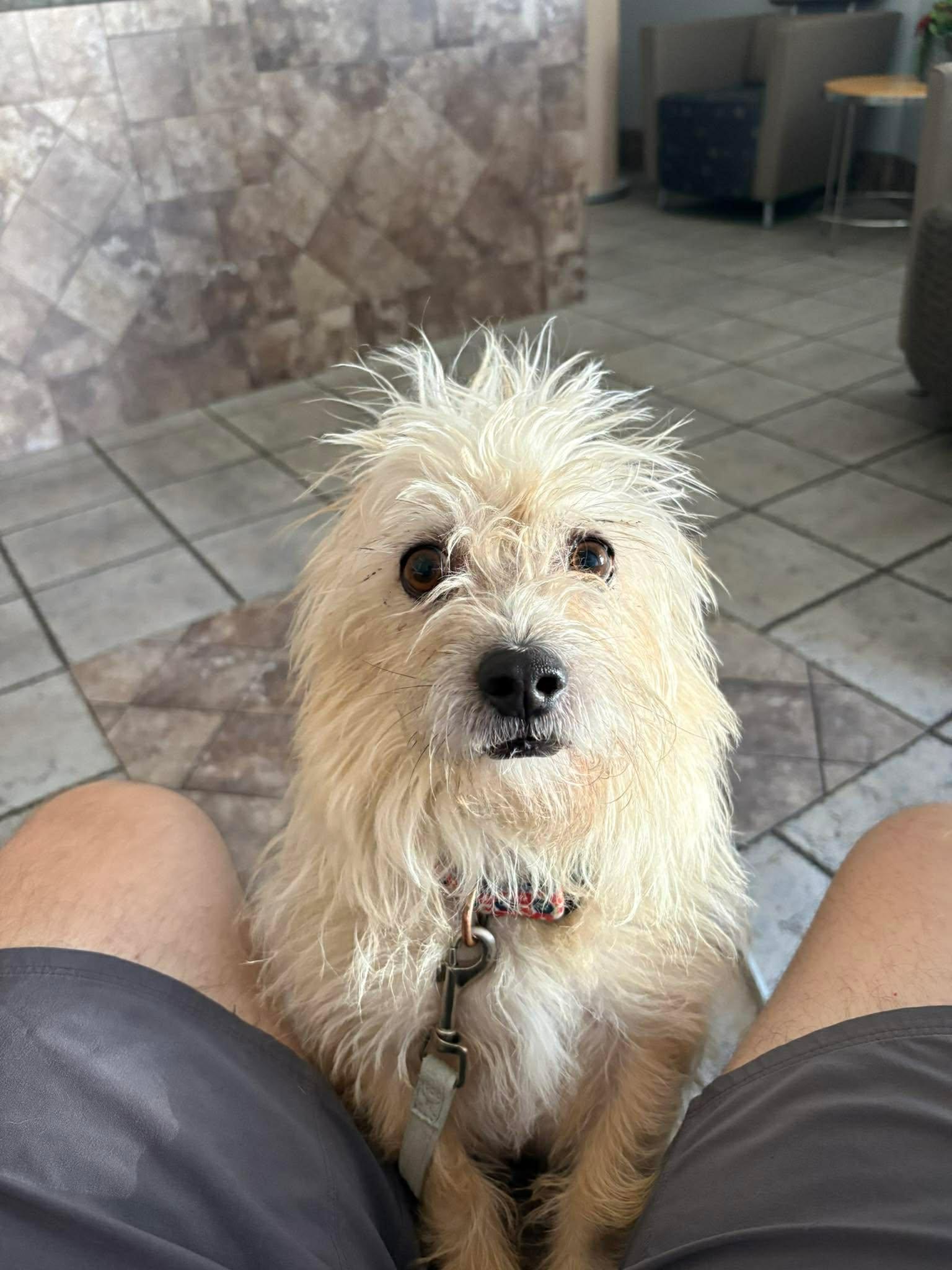 Enlarge Monterey - By Appt Only, a Adoptable mixed breed in Phoenix, AZ image 4/6