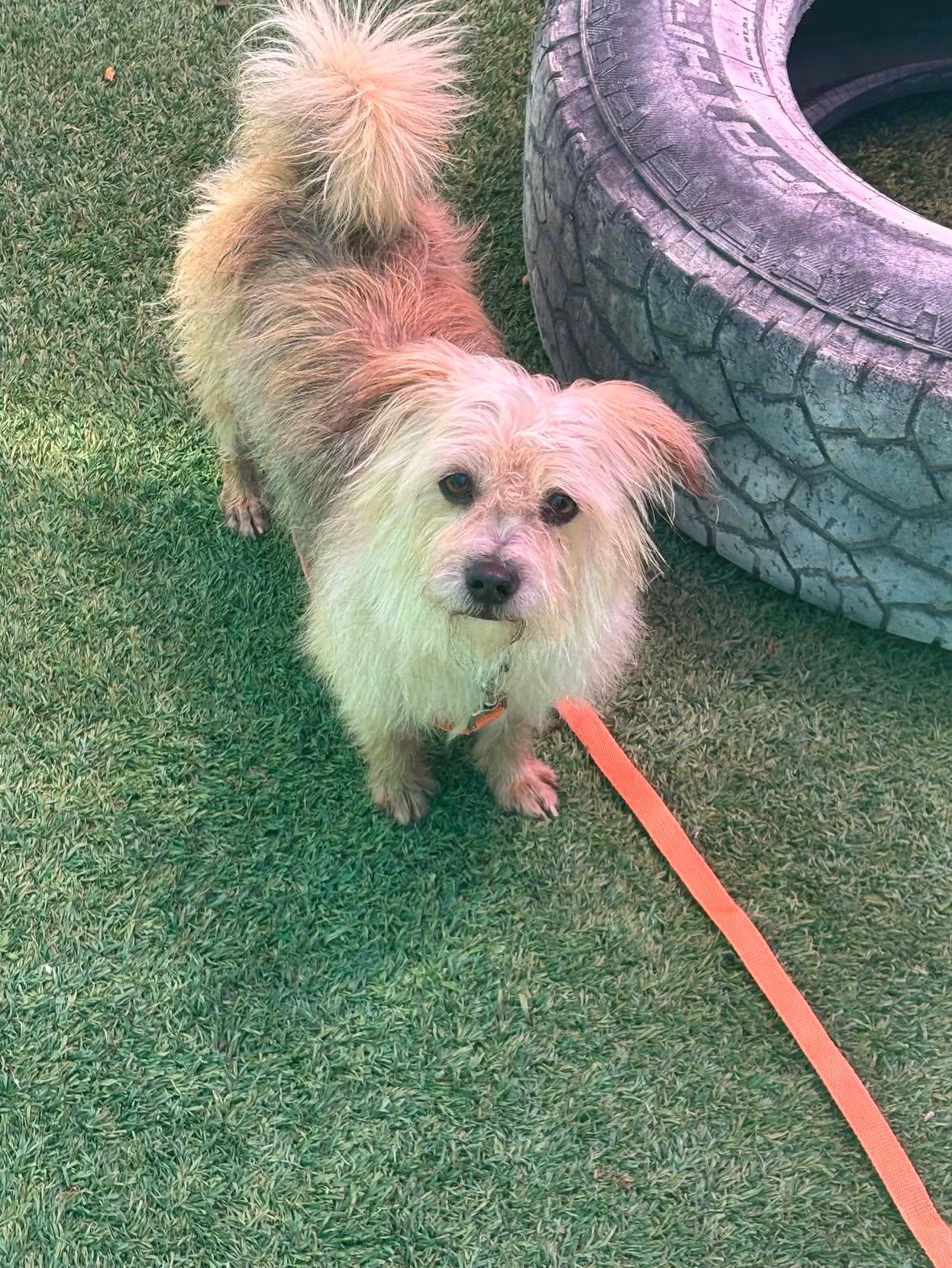 Enlarge Monterey - By Appt Only, a Adoptable mixed breed in Phoenix, AZ image 1/6