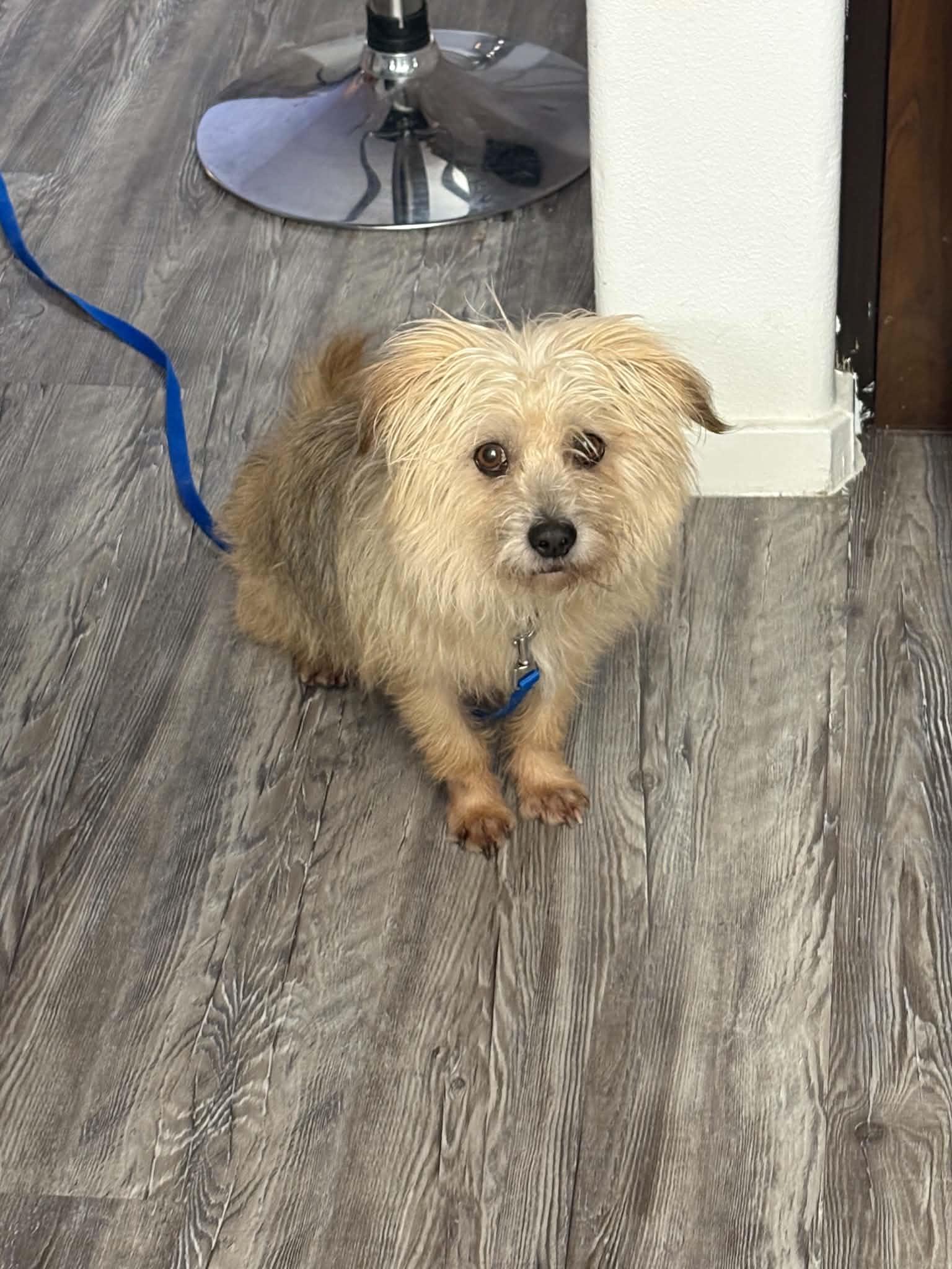 Monterey - By Appt Only, Adoptable, Adult Male Yorkshire Terrier.
