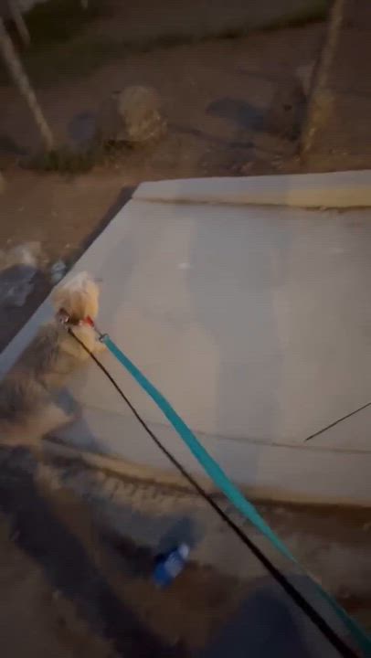 Enlarge Monterey - By Appt Only, a Adoptable mixed breed in Phoenix, AZ video 6/6