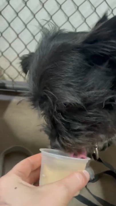 Enlarge Monterey - By Appt Only, a Adoptable mixed breed in Phoenix, AZ video 5/6