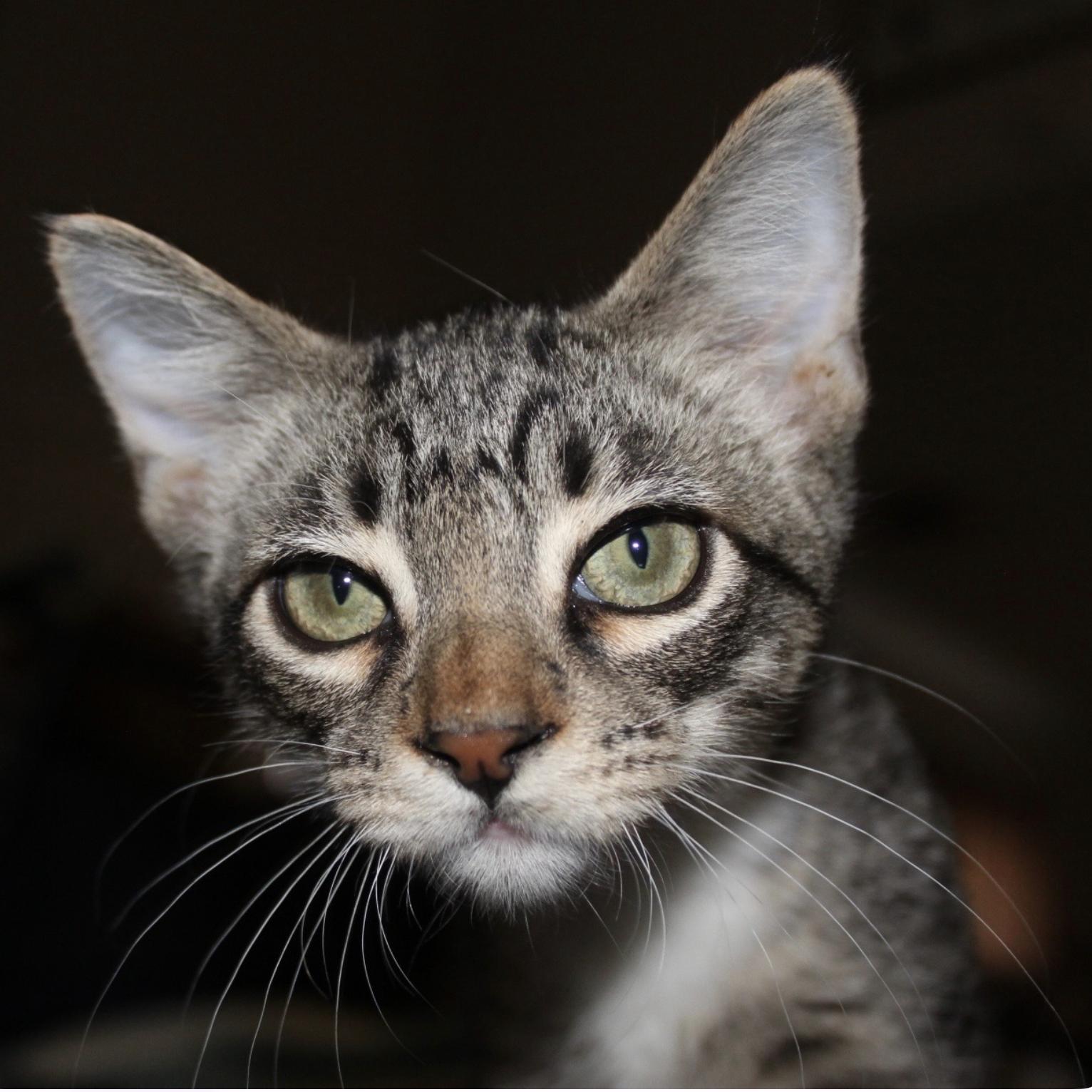 Bentley and Chester, Adoptable, Kitten Male Domestic Short Hair.