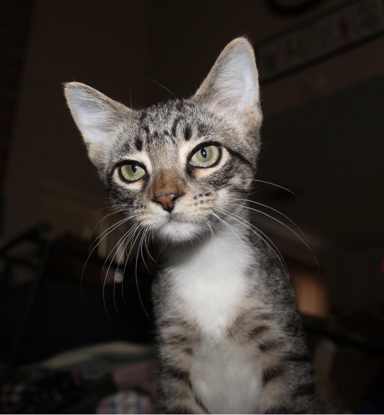 Enlarge Bentley and Chester, a Adoptable mixed breed in Houston, TX image 4/5