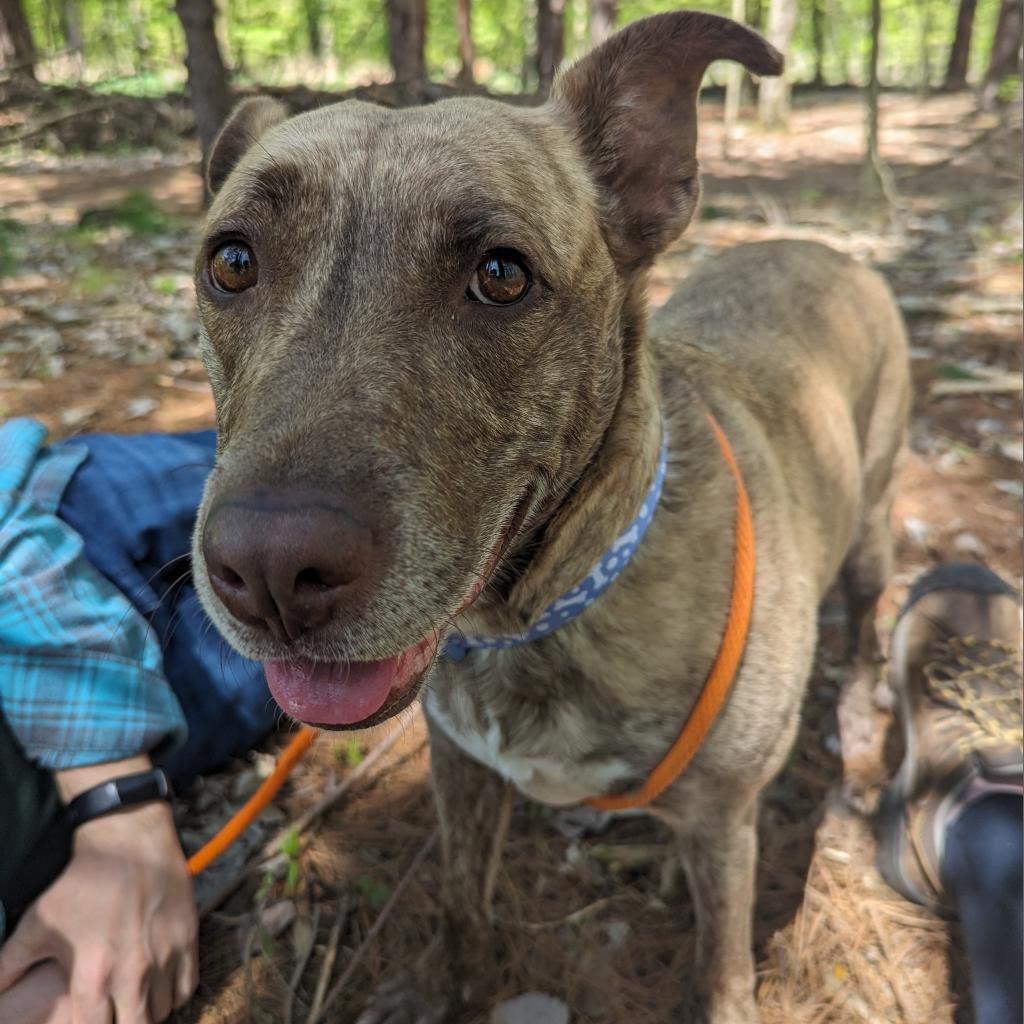 Dixie Loo, Adoptable, Senior Female Mixed Breed.