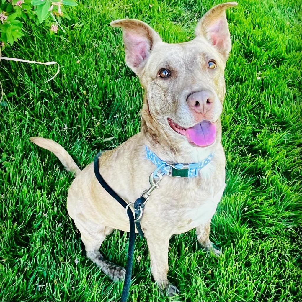 Dixie Loo, a Adoptable Mixed Breed in Grand Rapids, MI image 4/6