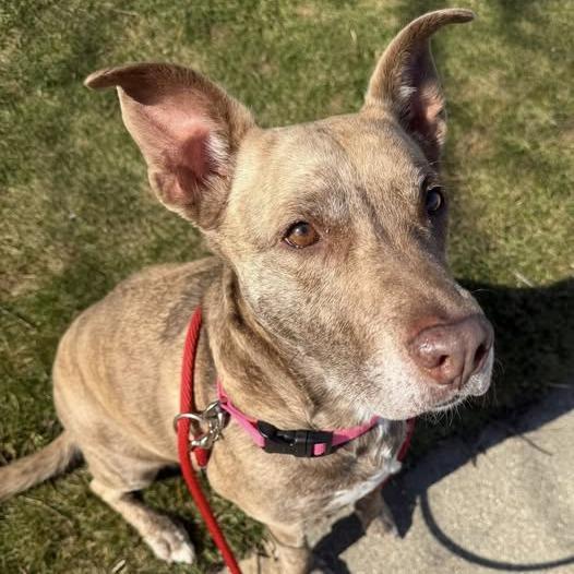 Enlarge Dixie Loo, a Adoptable Mixed Breed in Grand Rapids, MI image 5/6
