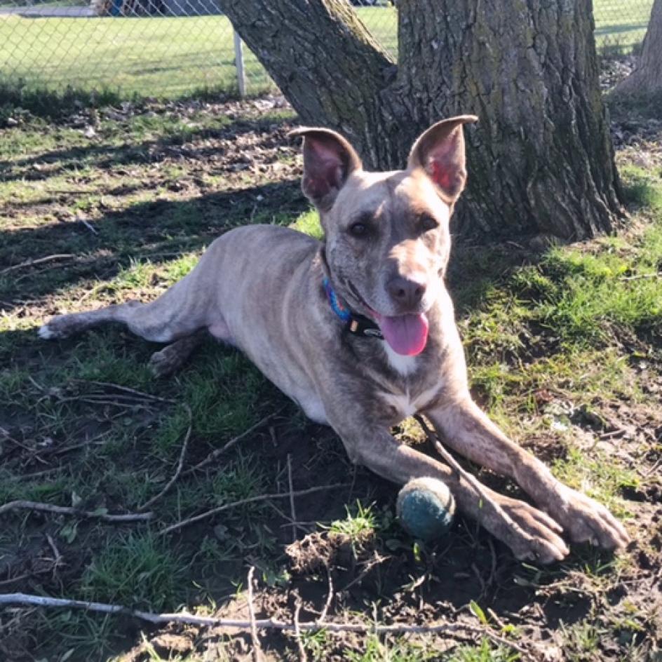 Dixie Loo, a Adoptable Mixed Breed in Grand Rapids, MI image 5/6