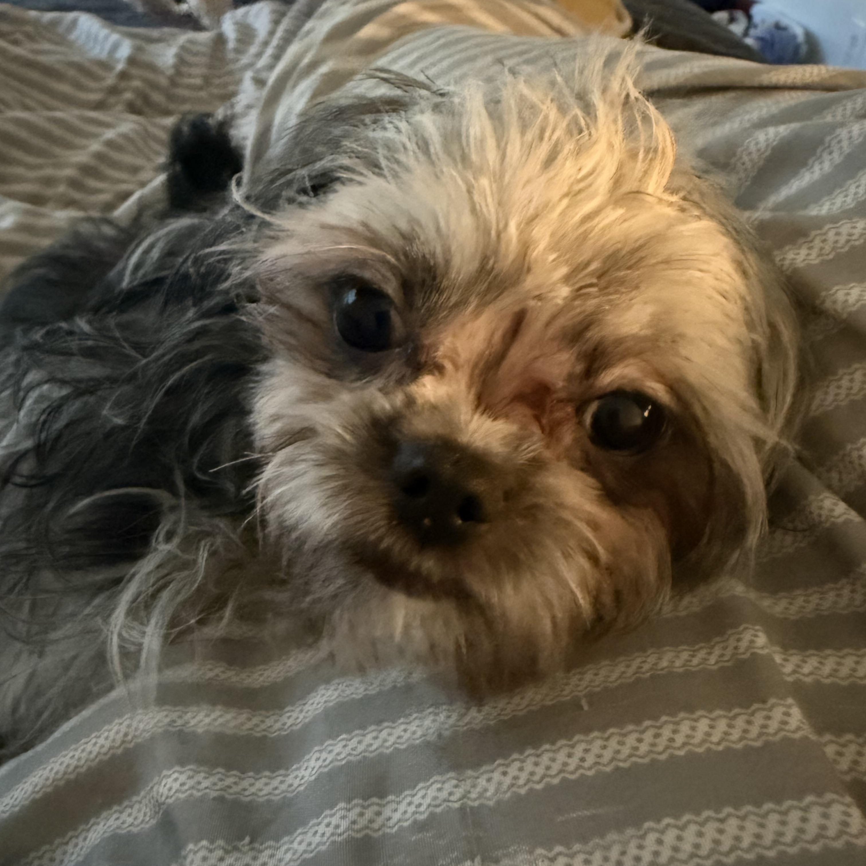 Janice, ADOPTABLE, Young Female Maltese & Miniature Poodle.