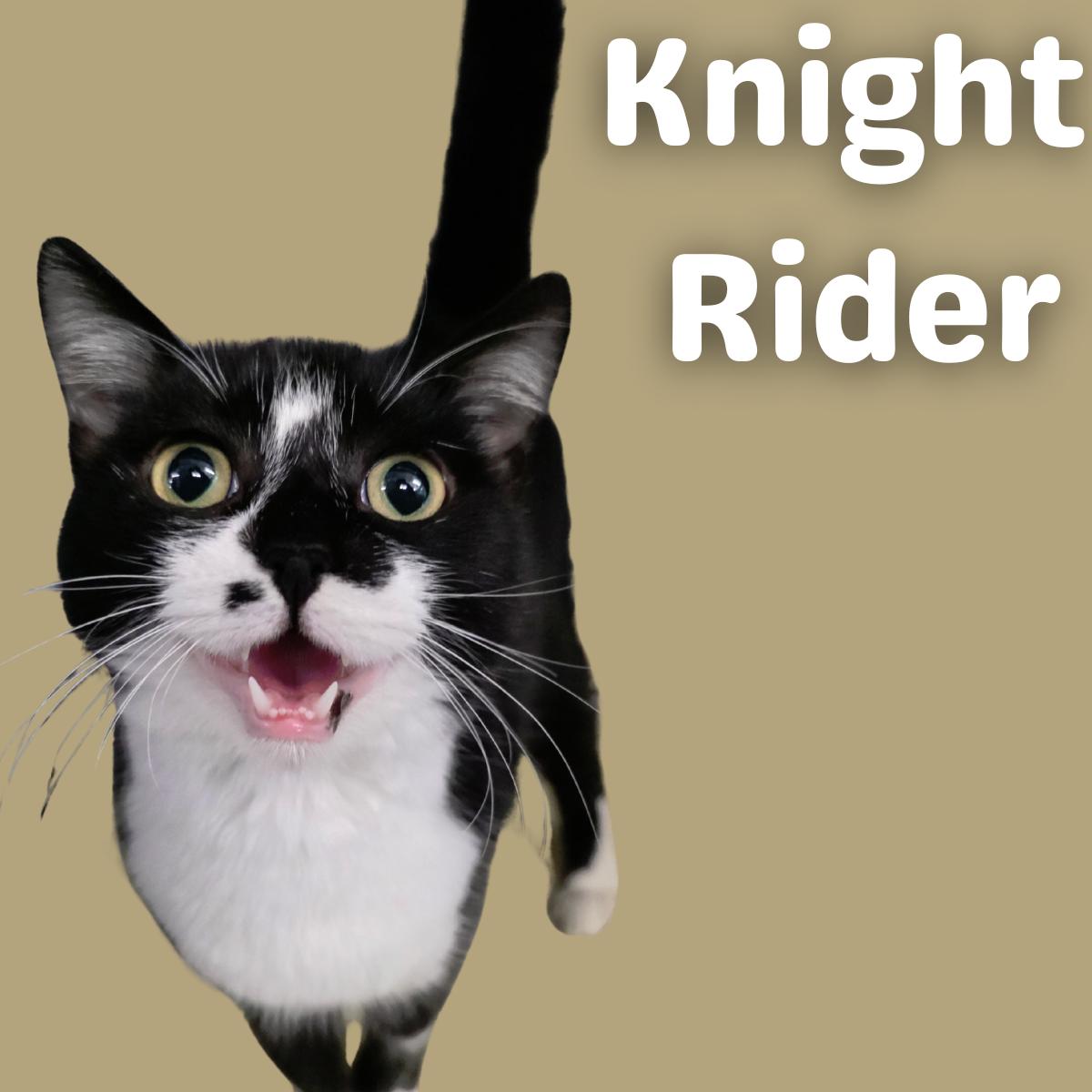 Knight Rider, ADOPTABLE, Young Male Domestic Short Hair.