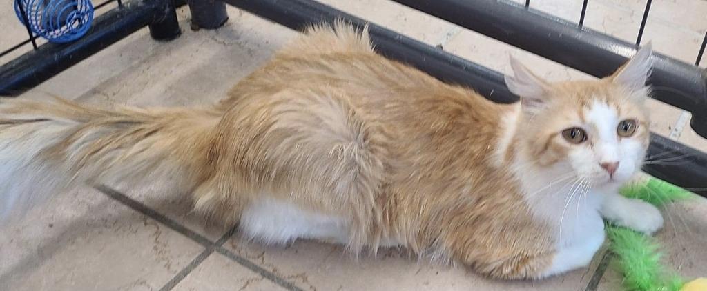 Enlarge Marco, a Adoptable mixed breed in Hastings, NE image 1/3