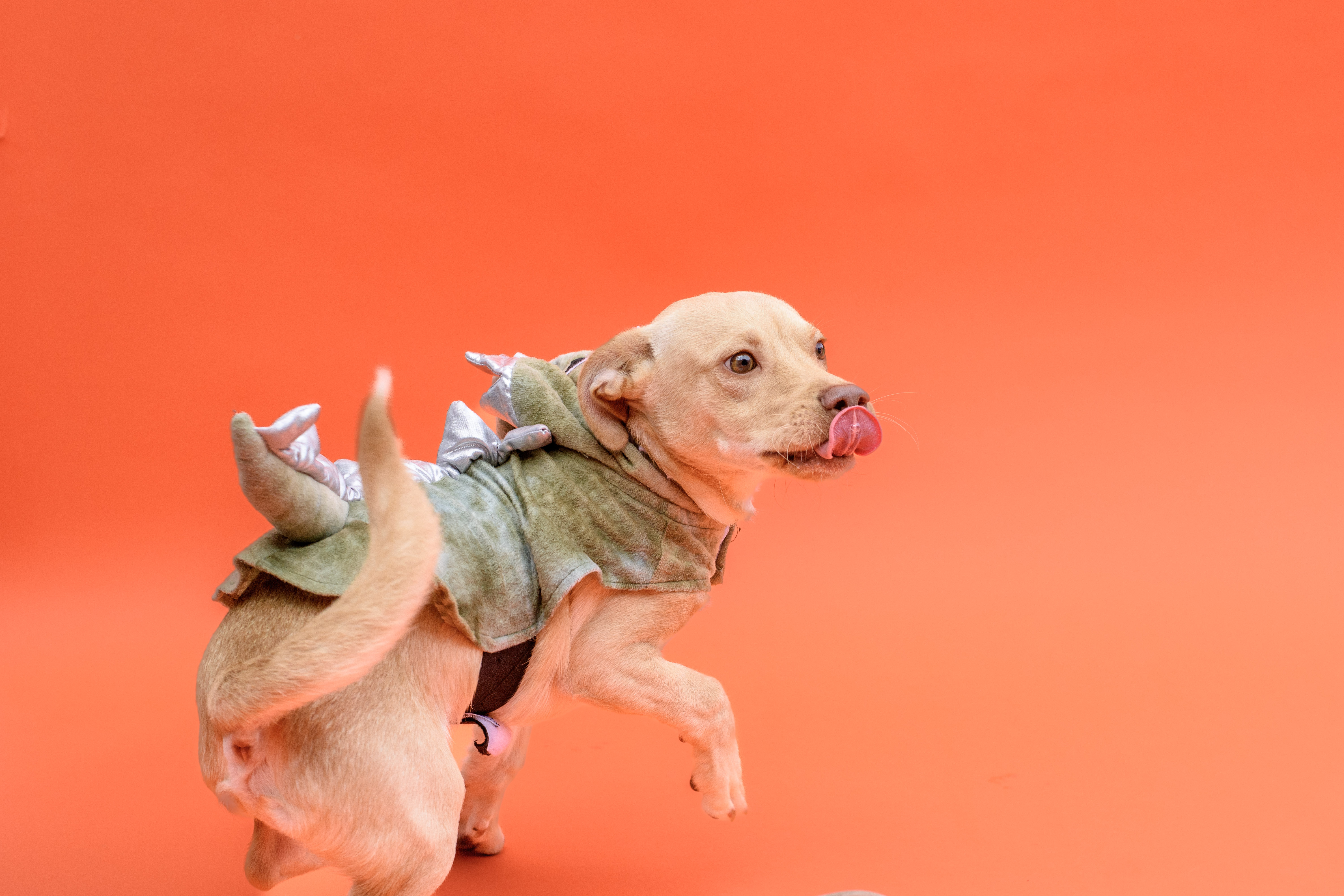 Enlarge Willie, a Adopted mixed breed in San Antonio, TX image 4/6