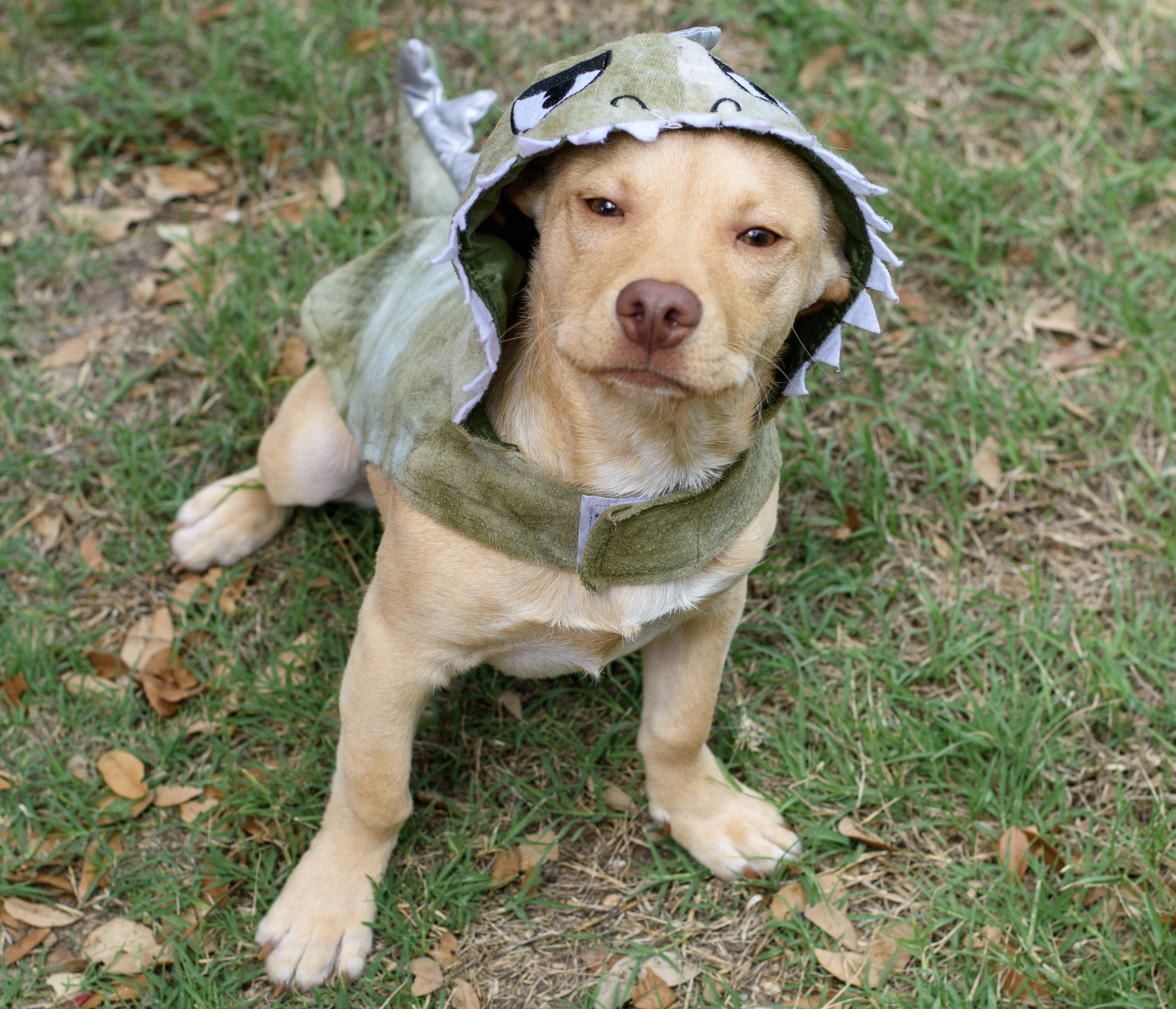 Enlarge Willie, a Adopted mixed breed in San Antonio, TX image 1/6