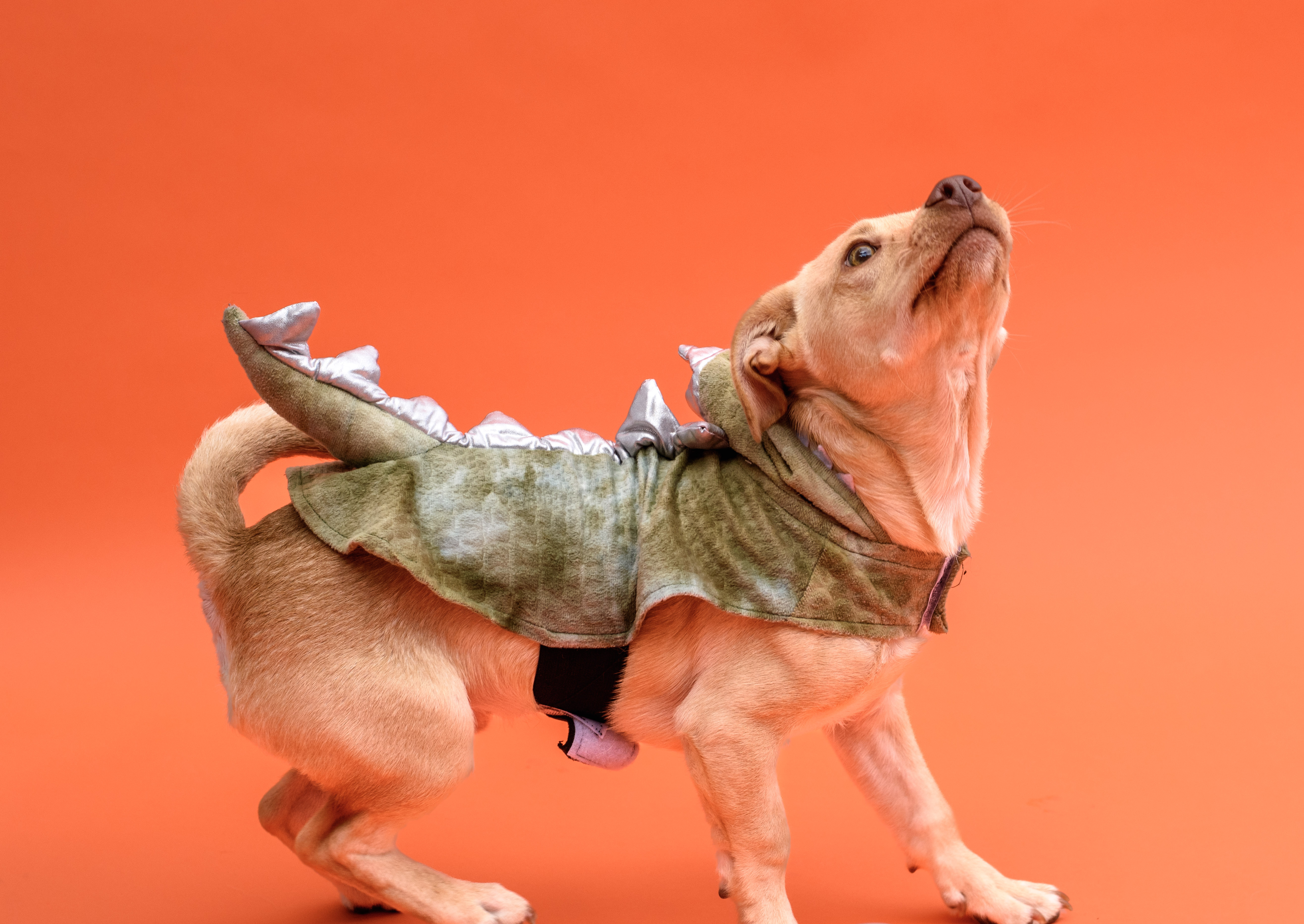 Enlarge Willie, a Adopted mixed breed in San Antonio, TX image 6/6