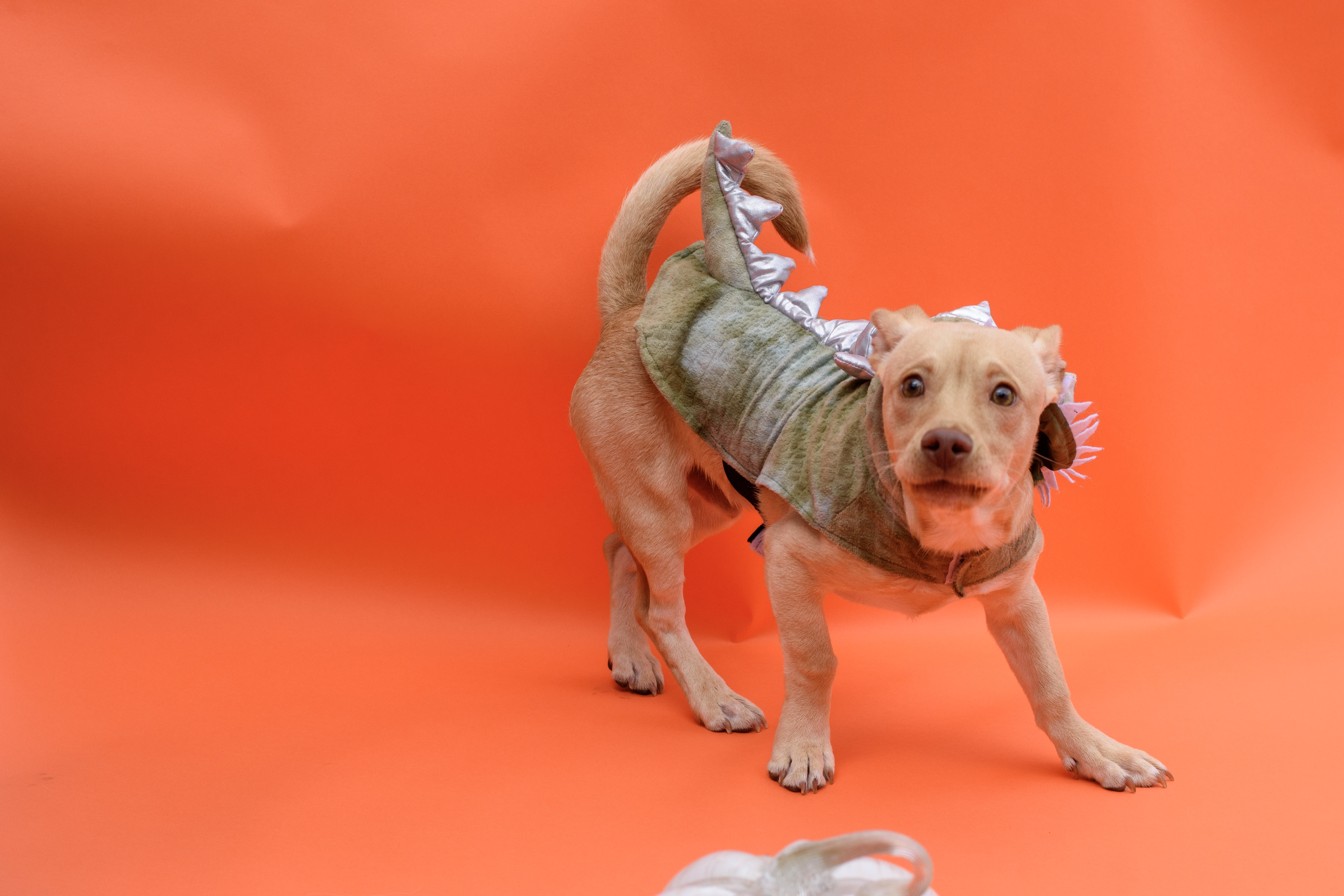 Enlarge Willie, a Adopted mixed breed in San Antonio, TX image 5/6