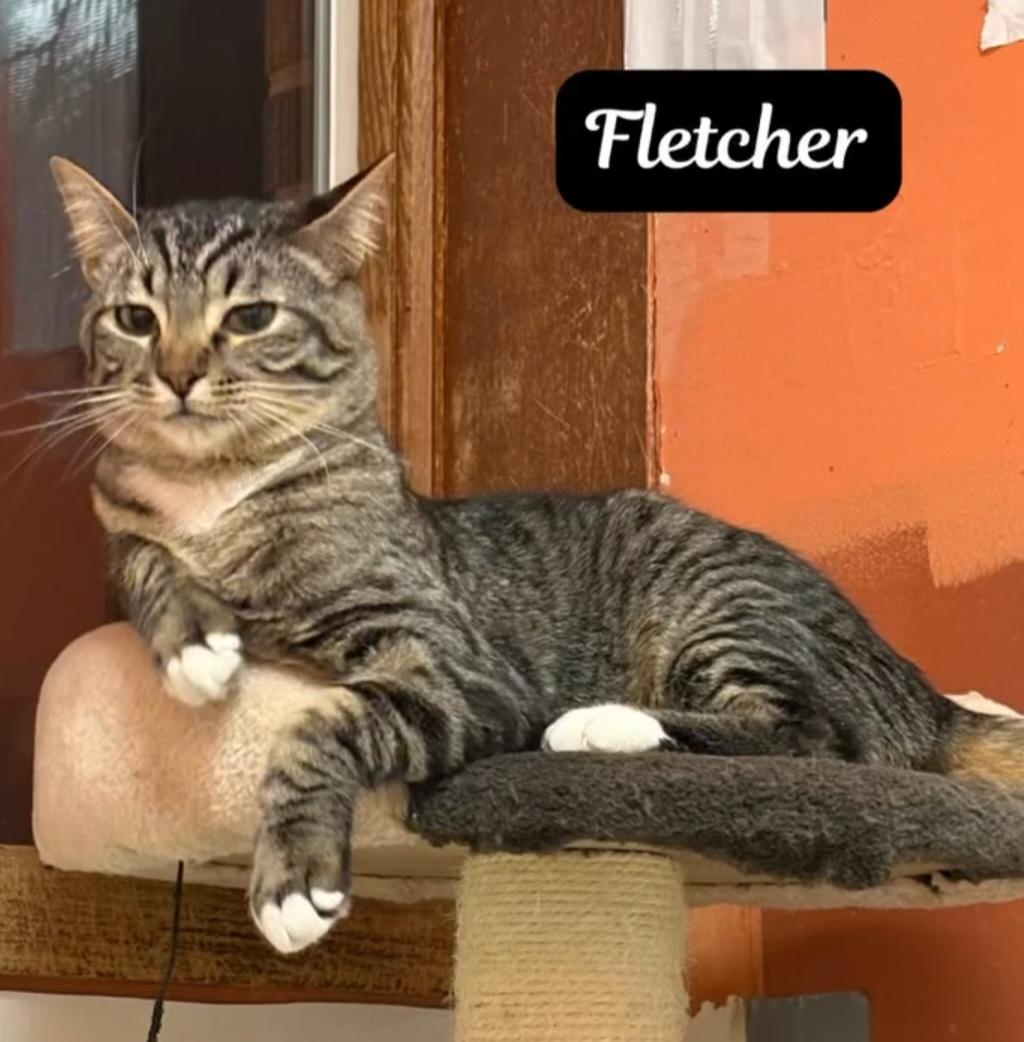 Enlarge Fletcher, a Adoptable Domestic Short Hair in Monticello, IL image 1/5