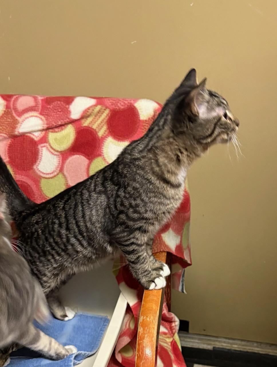 Enlarge Fletcher, a Adoptable Domestic Short Hair in Monticello, IL image 3/5