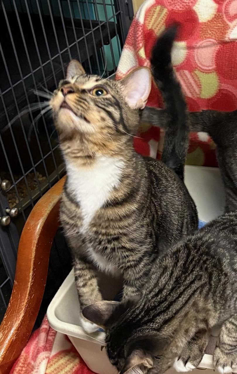 Enlarge Fletcher, a Adoptable Domestic Short Hair in Monticello, IL image 4/5