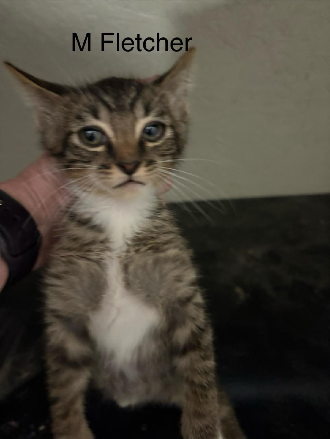 Enlarge Fletcher, a Adoptable Domestic Short Hair in Monticello, IL image 5/5