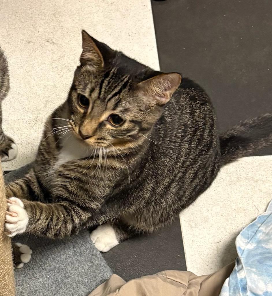 Enlarge Fletcher, a Adoptable Domestic Short Hair in Monticello, IL image 2/5