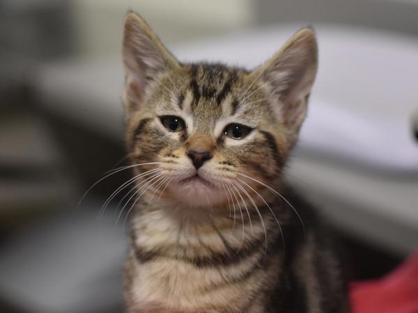 Enlarge Sandbag, a Adoptable mixed breed in Portland, OR image 1/1