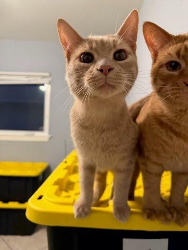 Enlarge Bier, a Adoptable mixed breed in Gautier, MS image 1/2